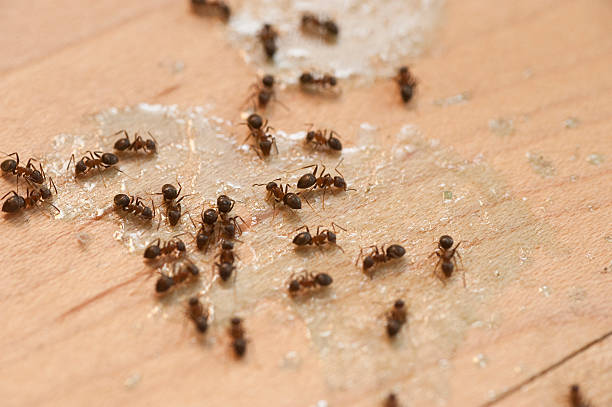 Best Flea Control Services  in Atlantic Beach, FL
