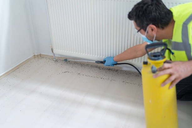 Best Termite Control Services  in Atlantic Beach, FL